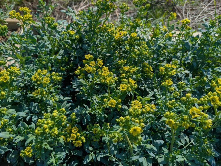 ruta-chalepensis-en-fleur