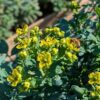 Le Ruta chalepensis est très utile dans les jardinières: éloigne les chats!!!