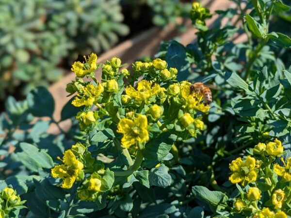 Le Ruta chalepensis est très utile dans les jardinières: éloigne les chats!!!