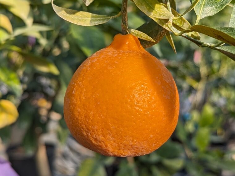 citrus-reticulata-dweet