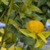 joli fruit jaune d'un Tachibana sur l'abre