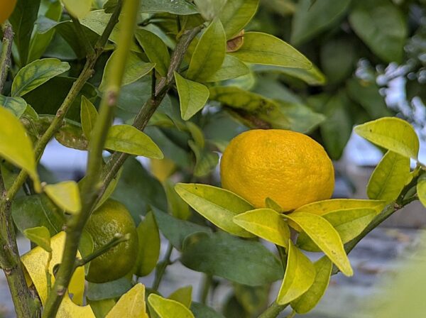 joli fruit jaune d'un Tachibana sur l'abre