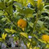 Citrus tachibana: arbre avec fruits