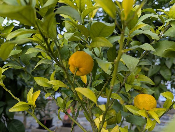 Citrus tachibana: arbre avec fruits
