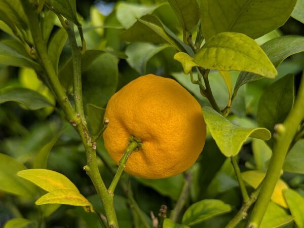 Fruit du Citrus Tachibana dans l'arbre