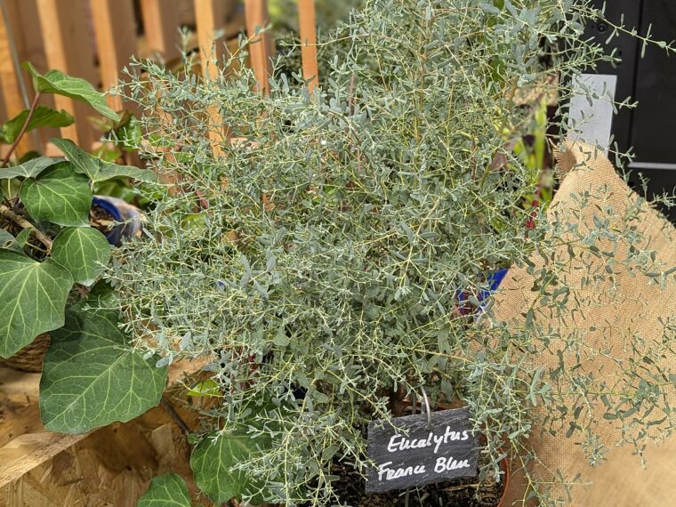 eucalyptus-france-bleu