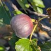 Une jolie figue bleu-noir du ficus carica Israel sur l'arbre