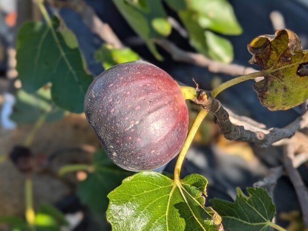 Une jolie figue bleu-noir du ficus carica Israel sur l'arbre
