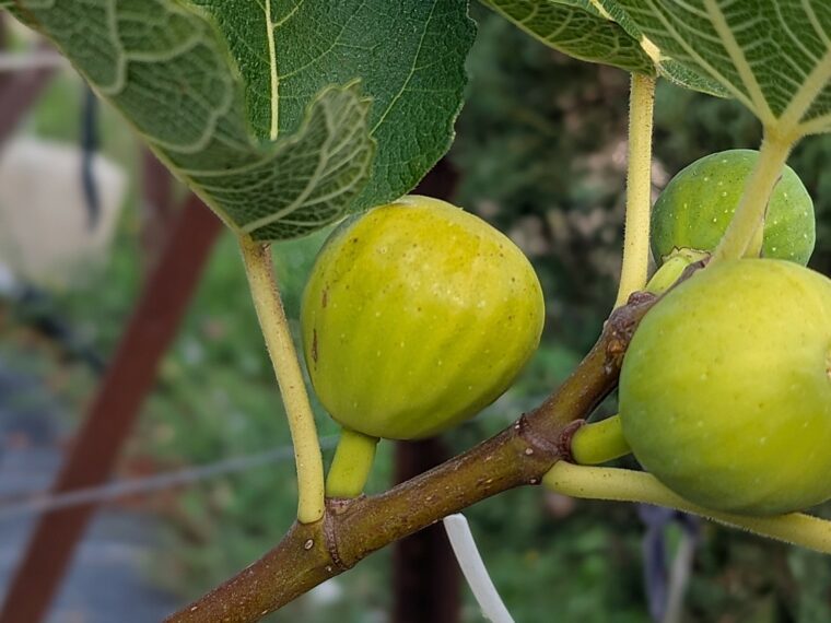 ficus-carica-murse