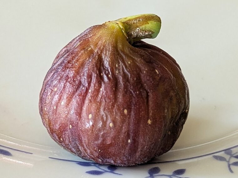 ficus-carica-rehmane-