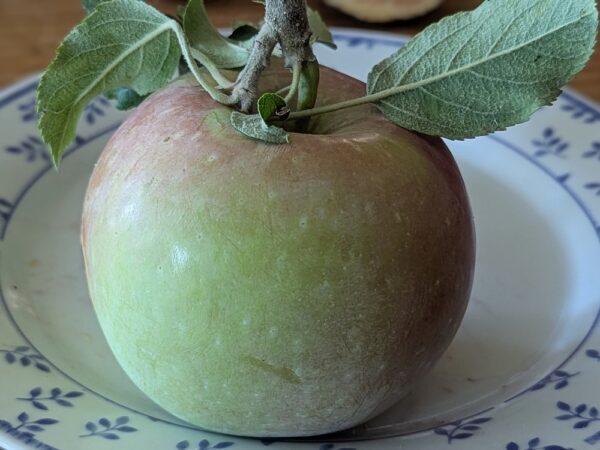 Pomme chinois Yan Fu vert, à blush rose, sur assiette