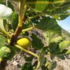 Fruits dorés du Figuier marocain Messari, sur l'arbre, au mois d'aout