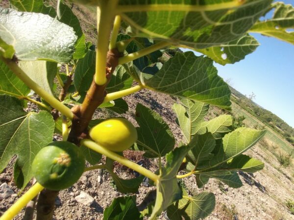 Fruits dorés du Figuier marocain Messari, sur l'arbre, au mois d'aout