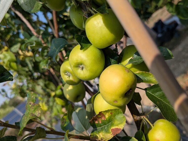 malus-domestica-vui-xue