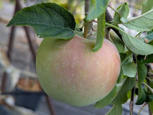 POMME CHINOIS yAN fU/ PEAU TRANSLUCIDE VERT 0 BLUSH ROSE