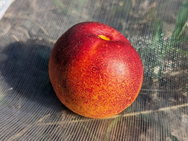 Fruit rouge du Prunus persica nucipersica Cora, nectarinier à chair jaune