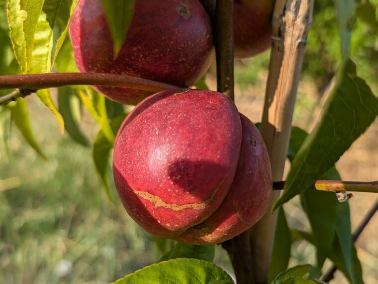prunus-nectarine-harco
