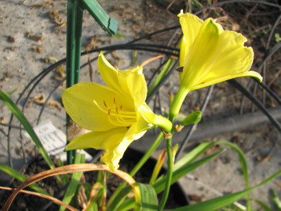 Hemerocallis