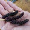 Longues fruits rouges du Morus macroura Siljah Samdut