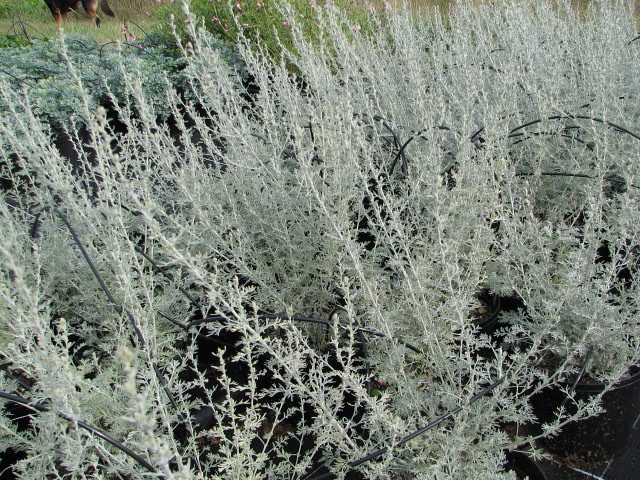 artemisia-little-mice