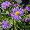 Aster Lady in Blue, très jolie floraison bleu, adapté au jardin du Midi