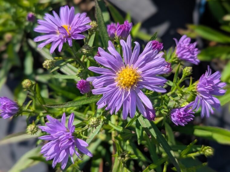 aster-lady-in-blue-26-5-31 OK