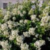 floraison blanche sur Escallonia iveyi de 2mètres de diamètre
