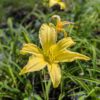 Grande fleur de Hemerocallis citrina sur fond de feuilles vertes