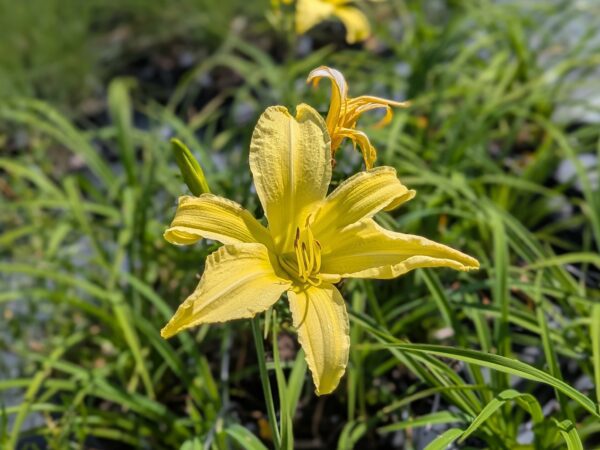 Grande fleur de Hemerocallis citrina sur fond de feuilles vertes