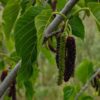 Fruits rouges du Morus macroura siljah Samdut sur une branche de l'arbre