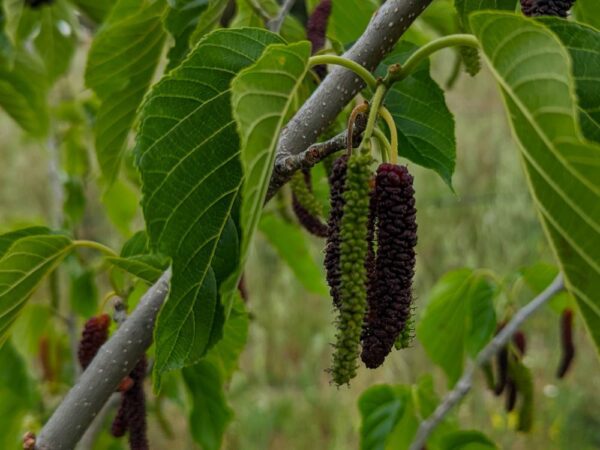 Fruits rouges du Morus macroura siljah Samdut sur une branche de l'arbre