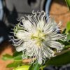 fleur blanche de Passiflora incarnata snowstar