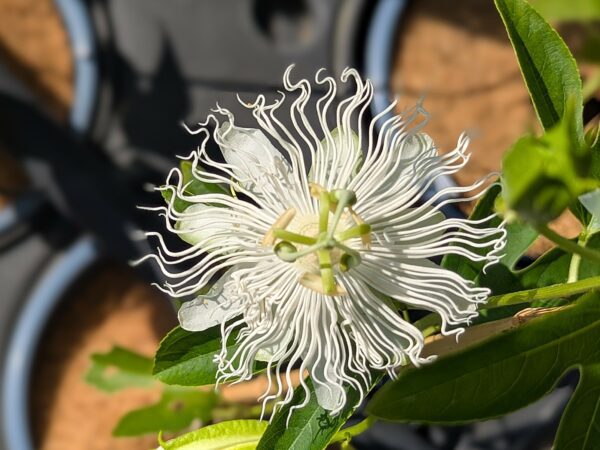 fleur blanche de Passiflora incarnata snowstar