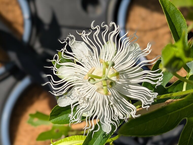 passiflor-incarnata-snowstar-26-5-30
