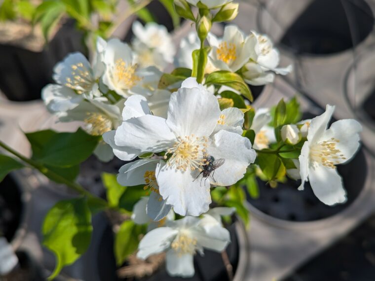 seringat-a-fleurs-simples