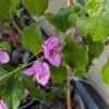 bougainvillier rustique à fleurs mauves