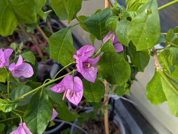 bougainvillier rustique à fleurs mauves