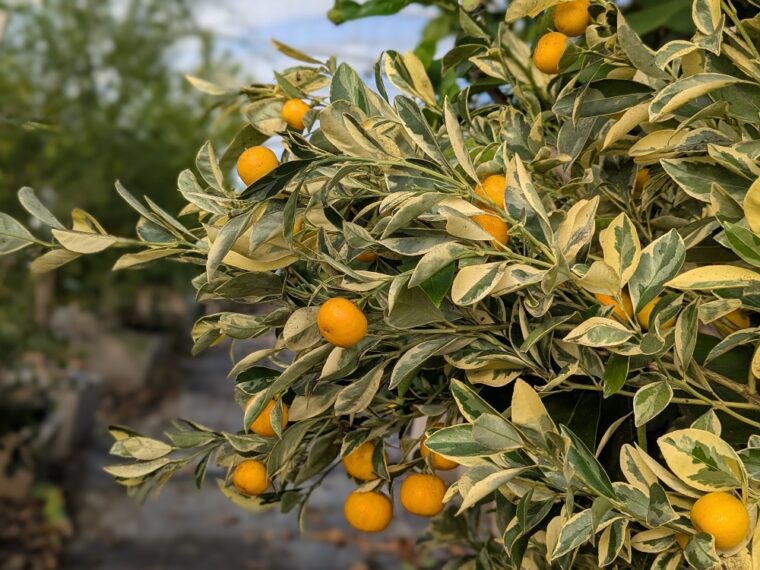 citrus-calamondin-panaché-25-12