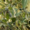 Citrus mitis calamondin, une des rares agrumes qui peut hiverner devant votre baie vitré!