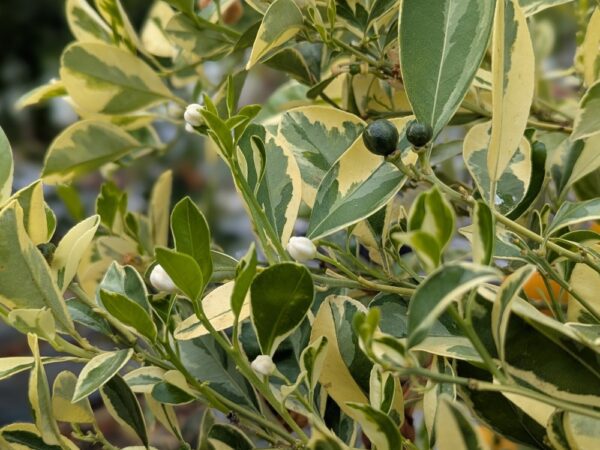 Citrus mitis calamondin, une des rares agrumes qui peut hiverner devant votre baie vitré!