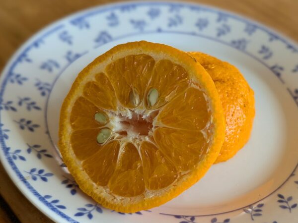 Fruit du Citrus kunenbo, coupé en deux