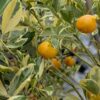 Citrus mitis calamondin, une des rares agrumes qui peut hiverner devant votre baie vitré!