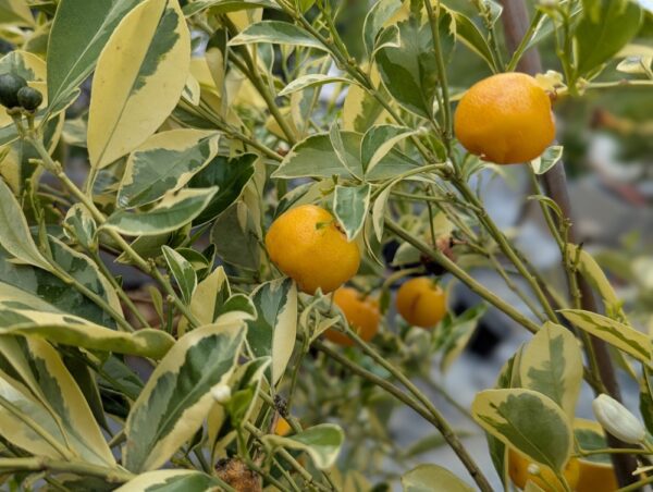 Citrus mitis calamondin, une des rares agrumes qui peut hiverner devant votre baie vitré!