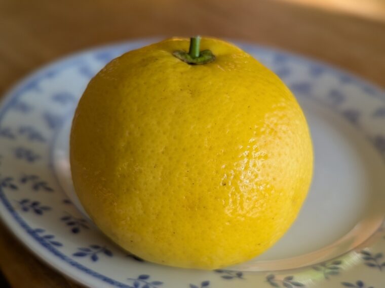 citrus-paradisi-asahikan-peu-amere-pas-pepin-26-2