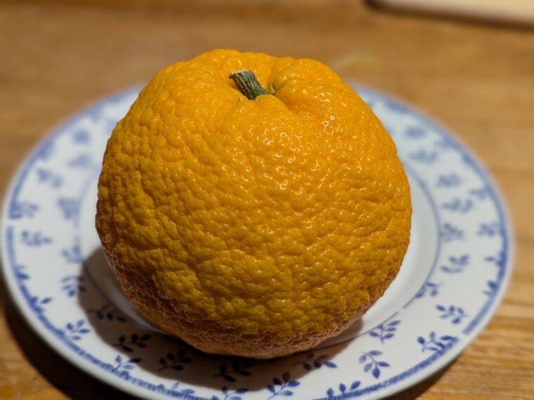 citrus-reticulata-bendiguangju
