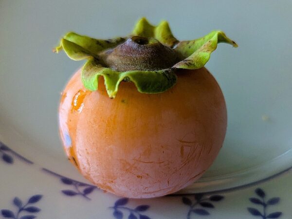 fruit de Diospyros virginiana Morris Burton sur assiette.