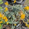 Helichrysum Desert Flame, plante à feuillage gris avec floraison jaune orangé
