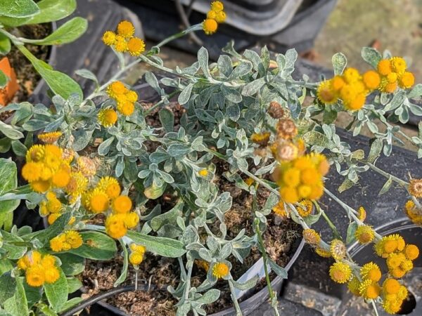Helichrysum Desert Flame, plante à feuillage gris avec floraison jaune orangé