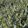 Tapis argenté de Helichrysum cymosum, avec des fleurs jaunes