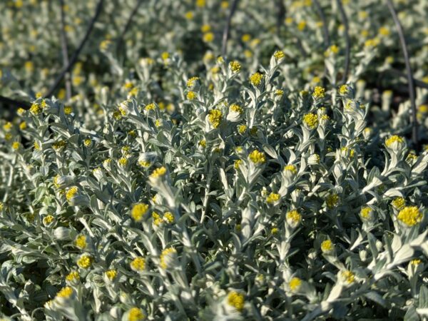 Tapis argenté de Helichrysum cymosum, avec des fleurs jaunes
